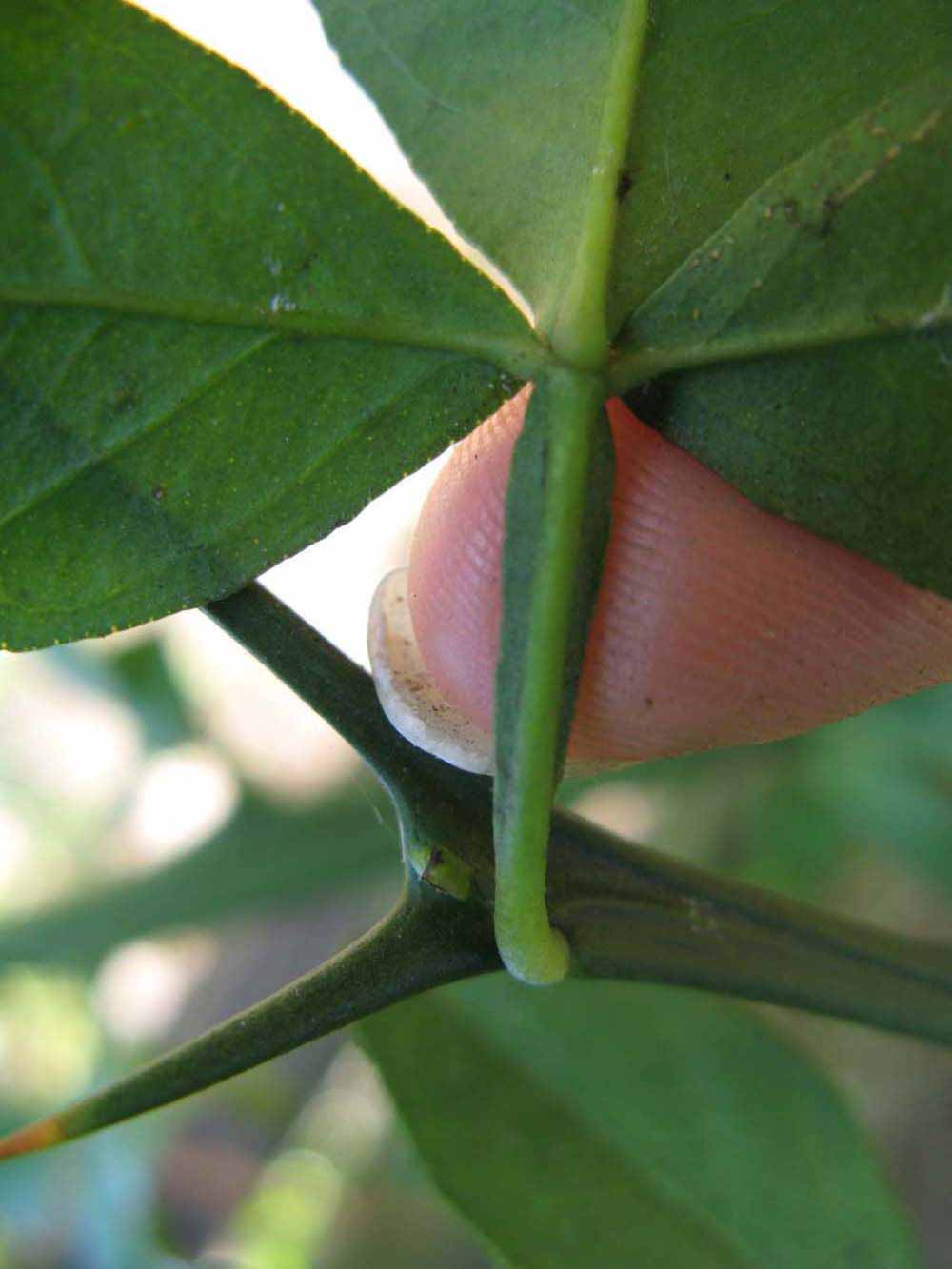              Petiole of  Citrus sinensis    x    Poncirus trifoliata         (Benton [citrange],   Winter Haven, FL)       